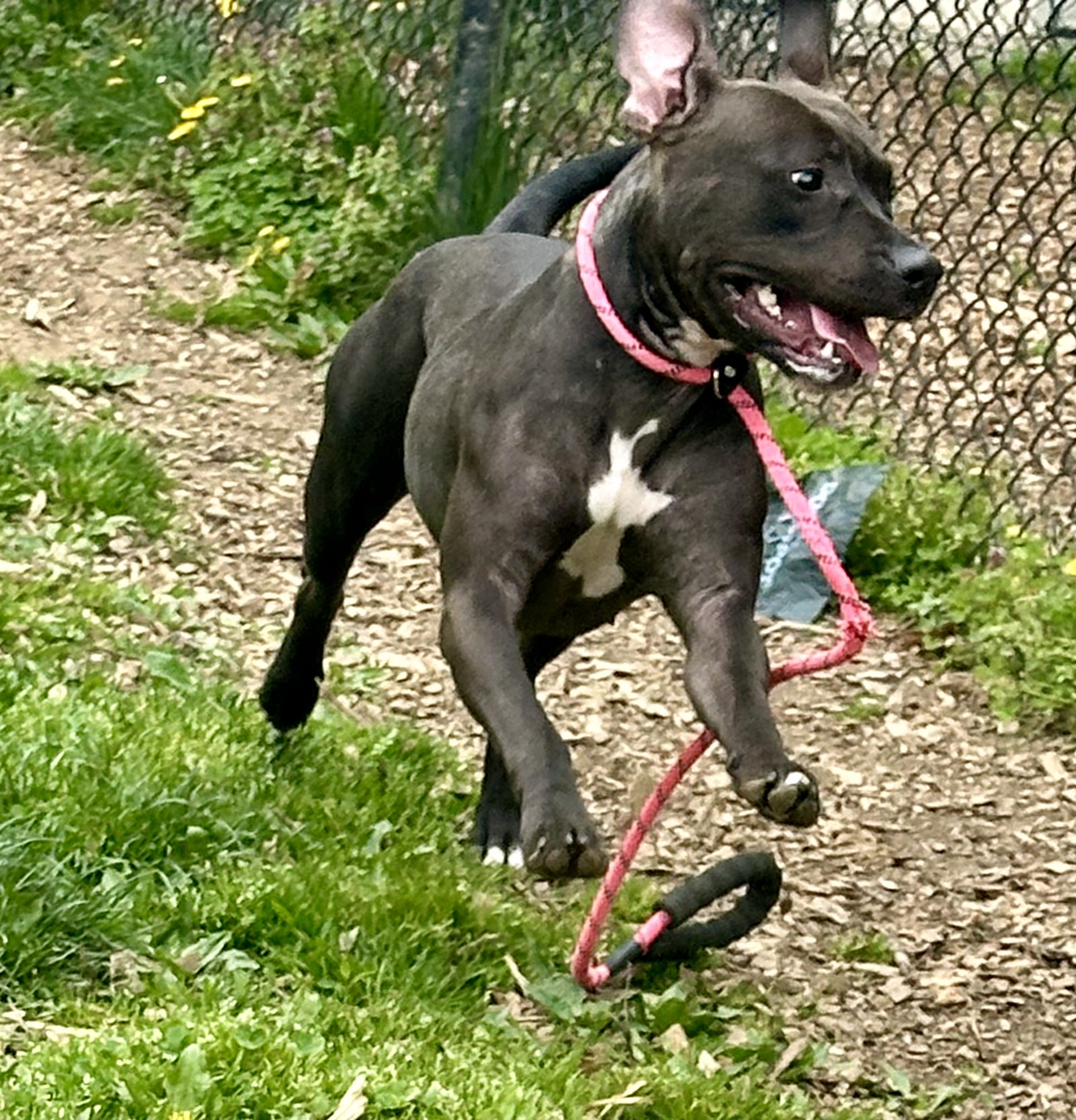 Petunia, a Adoptable mixed breed in Yonkers, NY image 4/5