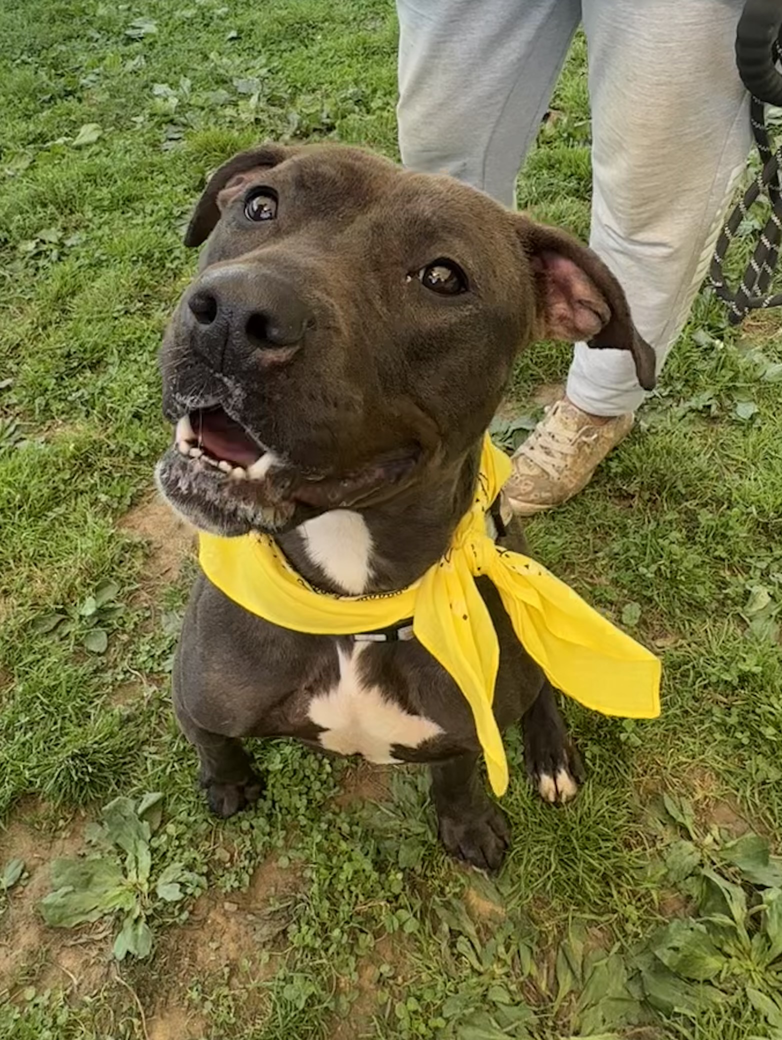 Petunia, a Adoptable mixed breed in Yonkers, NY image 2/5