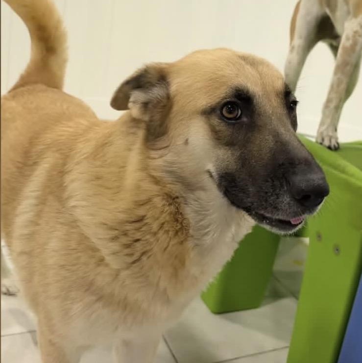 Jill, a ADOPTABLE mixed breed in Houston, TX image 4/4