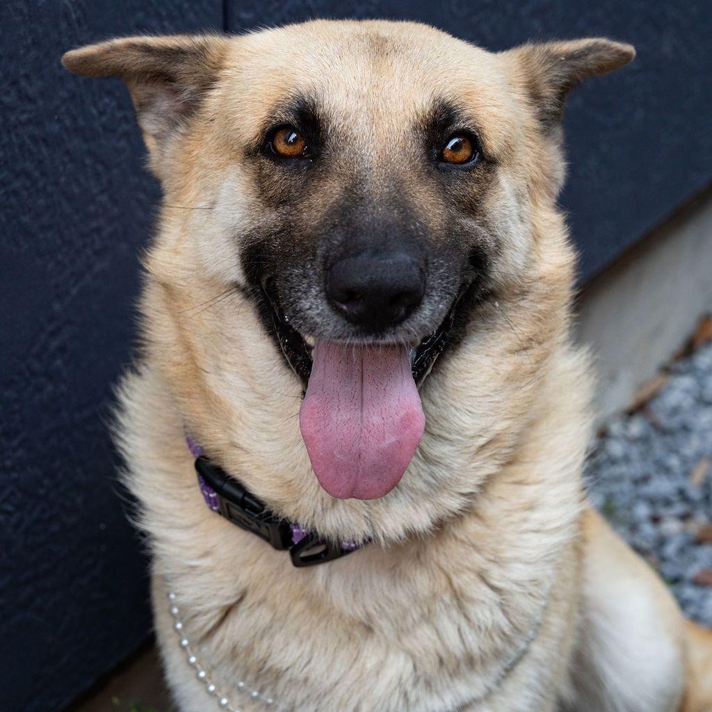 Jill, a ADOPTABLE mixed breed in Houston, TX image 2/4