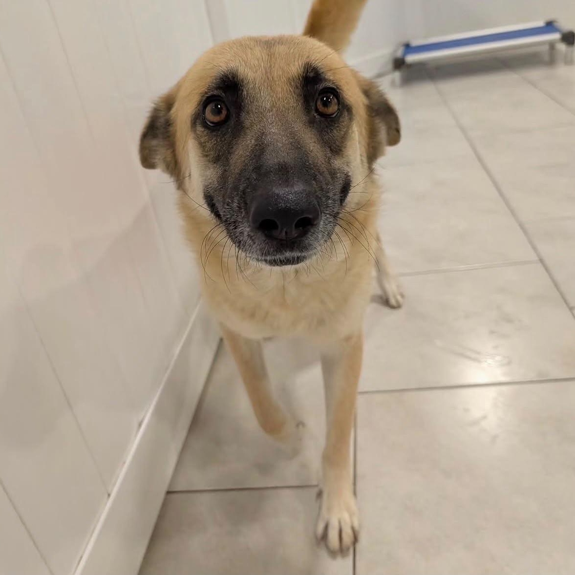 Jill, a ADOPTABLE mixed breed in Houston, TX image 3/4
