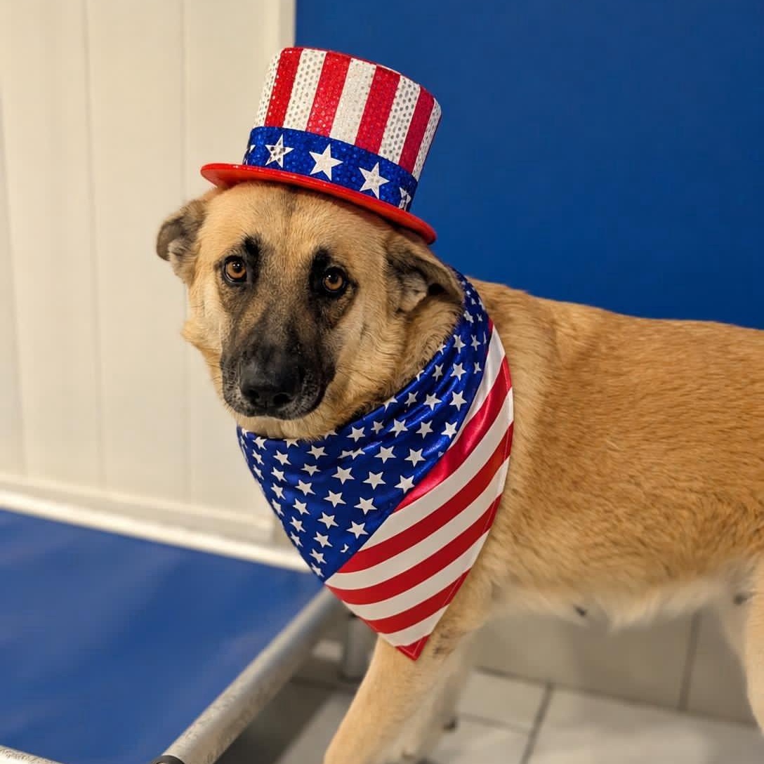 Jill, ADOPTABLE, Adult Female Anatolian Shepherd.