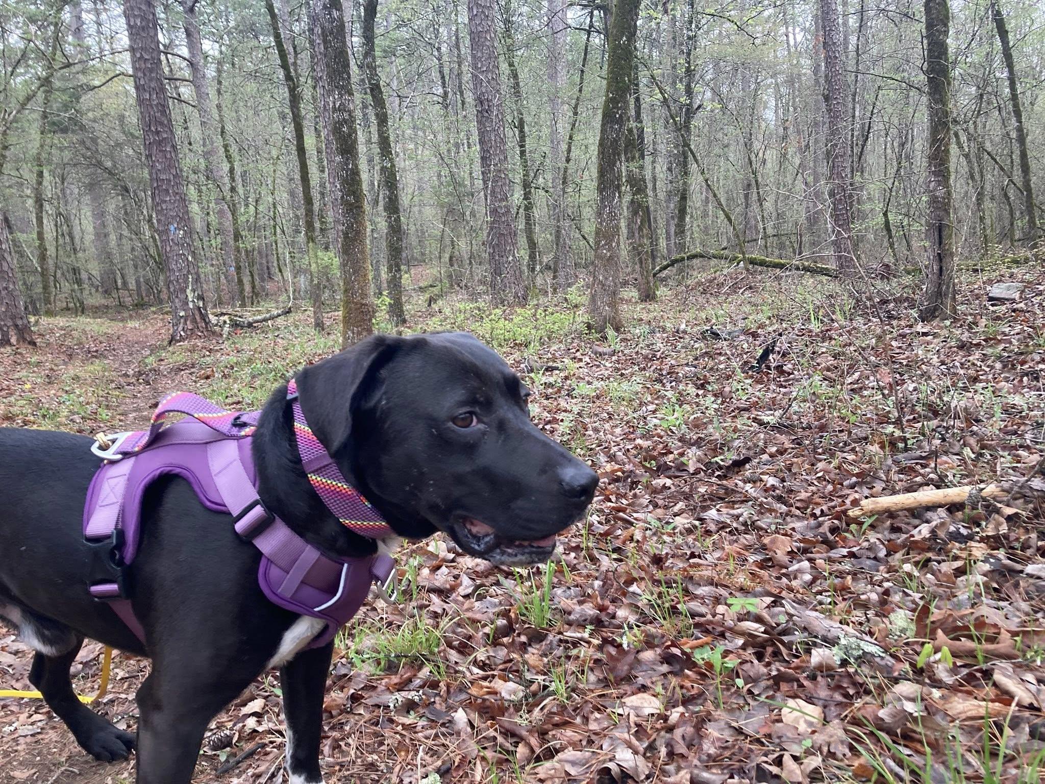 Hughie, Adoptable, Adult Male Black Labrador Retriever.