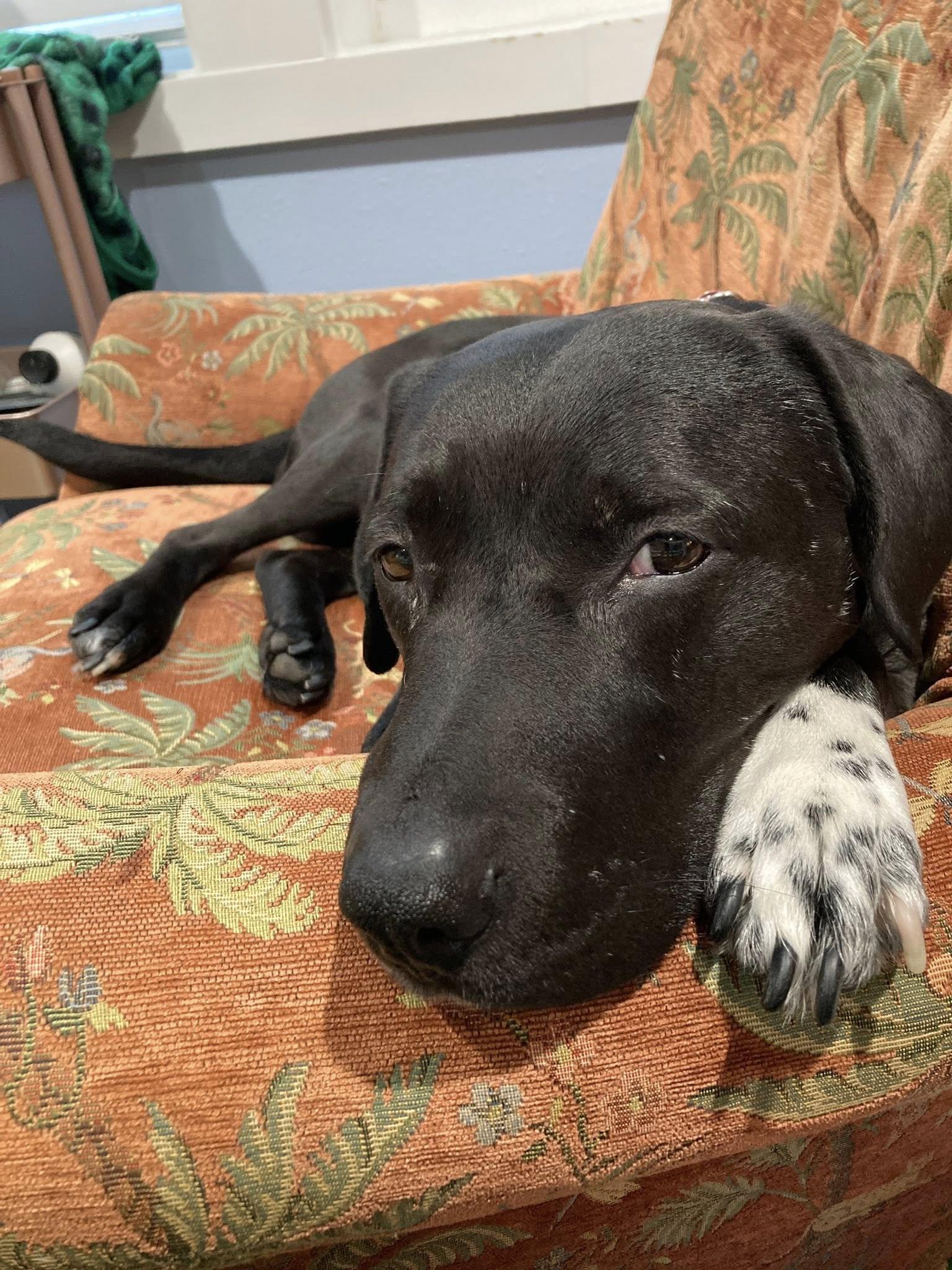 Hughie, a Adoptable mixed breed in Hot Springs, AR image 2/4