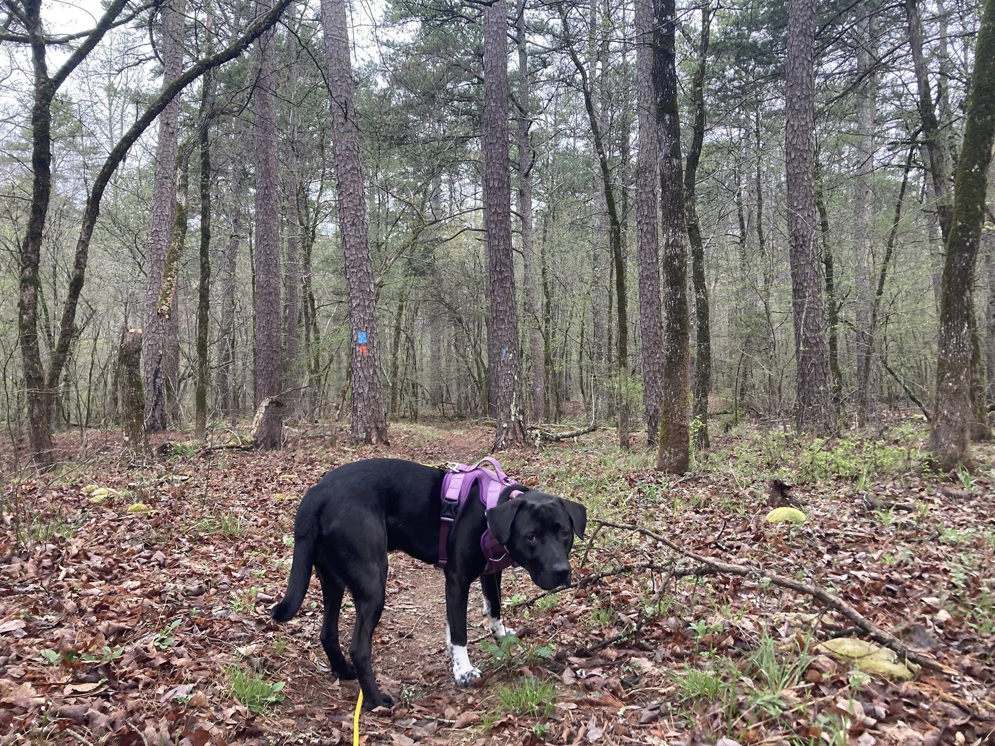 Hughie, a Adoptable mixed breed in Hot Springs, AR image 4/4