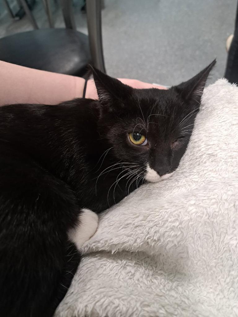 Mary, Quite Contrary, Adoptable, Kitten Female Domestic Short Hair.