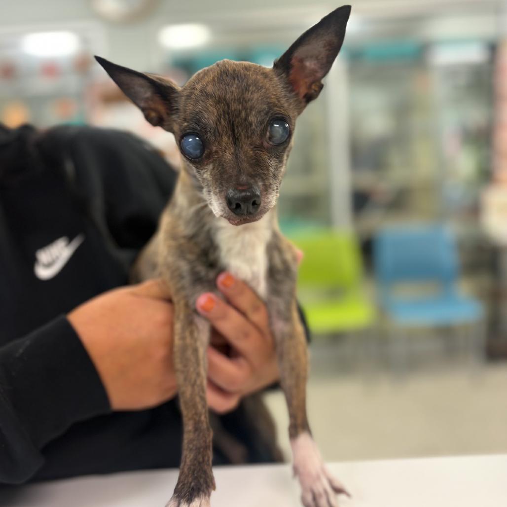 Gertie, Adoptable, Puppy Female Chihuahua.