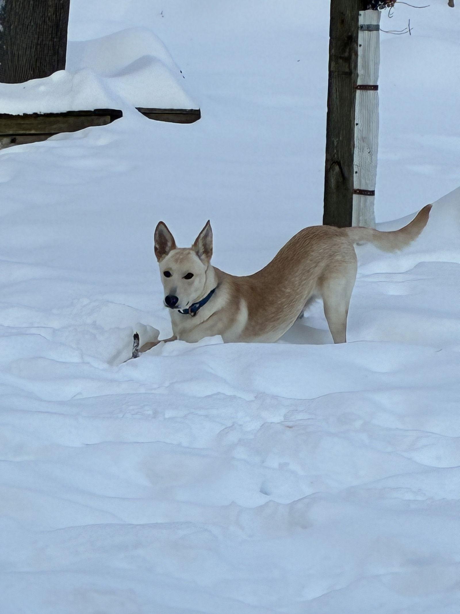 Noodle Gch thumbnail 2