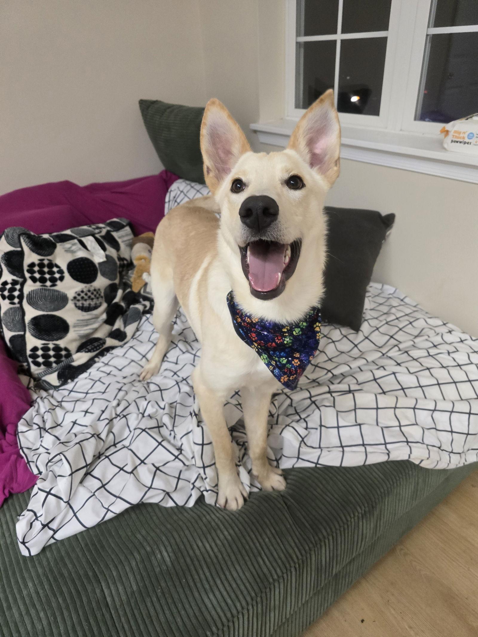 Noodle Gch thumbnail 3