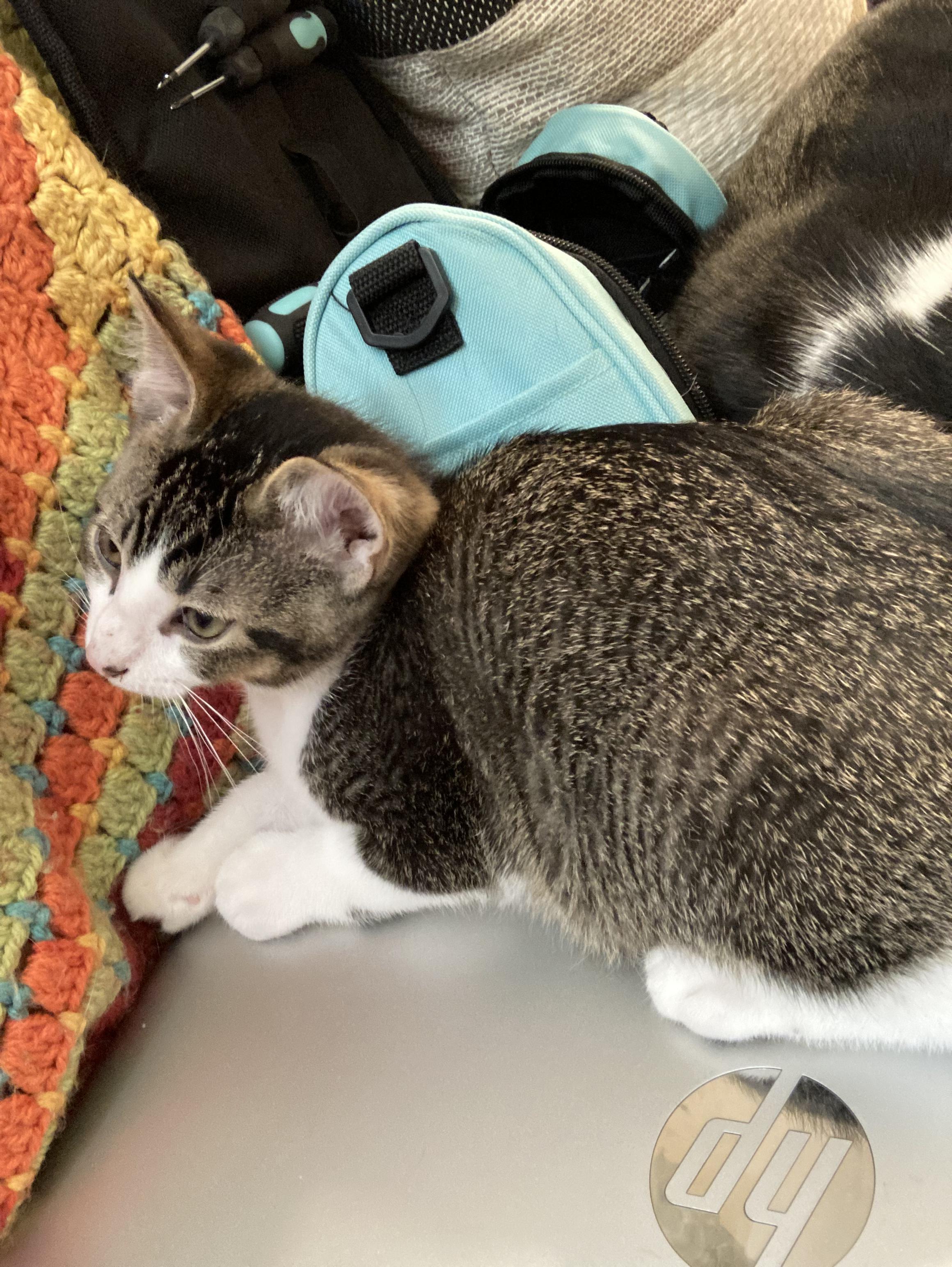 Tiny Tiger (TT), Adoptable, Kitten Male Tabby.