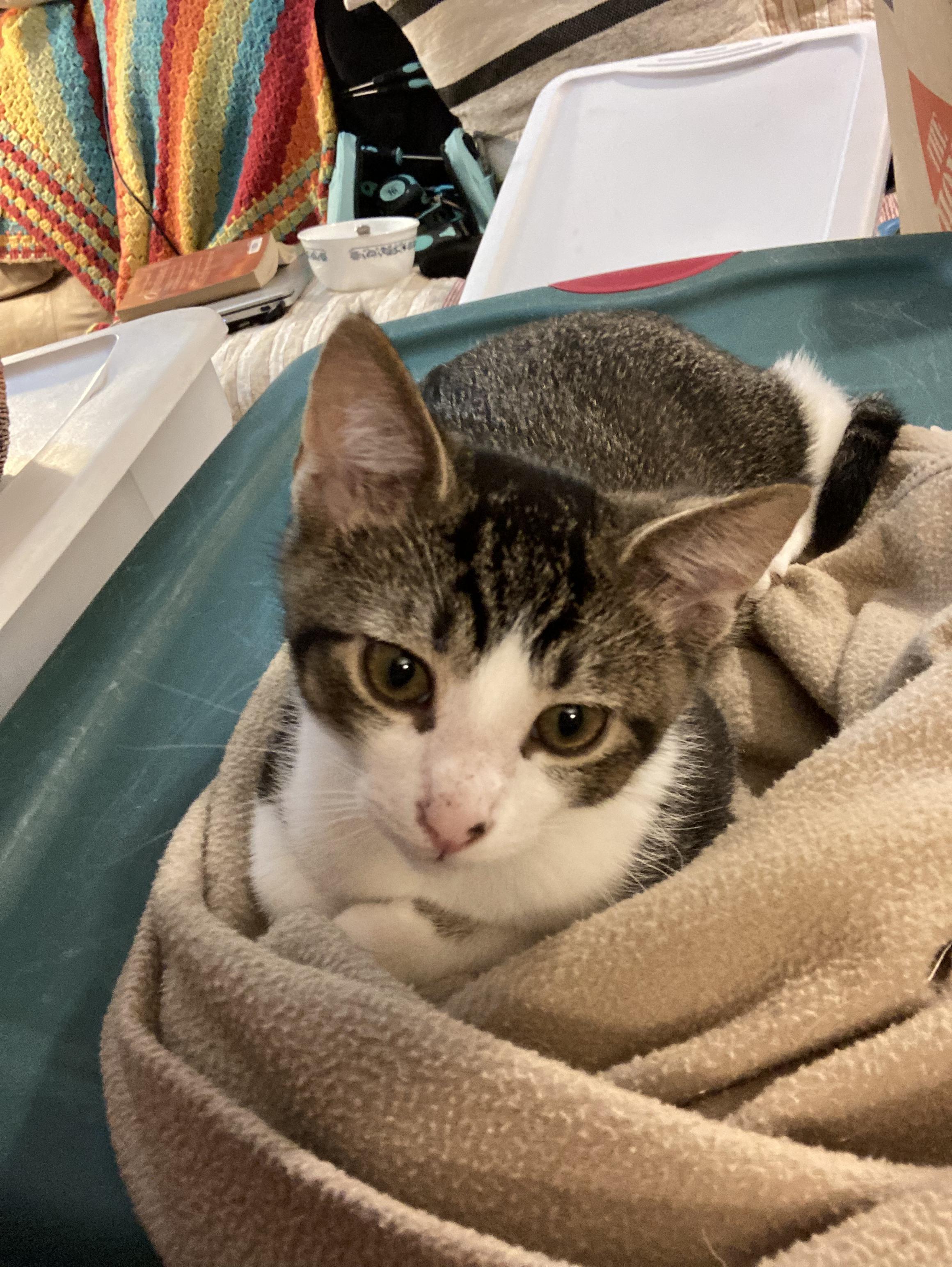 Tiny Tiger (TT), a Adoptable Tabby image 4/4