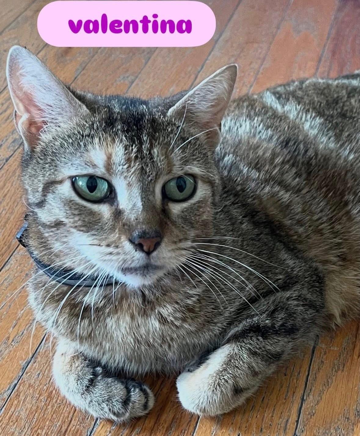 Valentina ( Stunning Tabby), ADOPTABLE, Adult Female Domestic Short Hair.