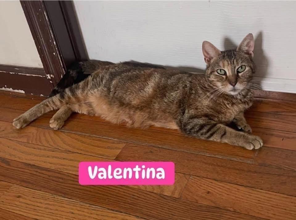Enlarge Valentina ( Stunning Tabby), a ADOPTABLE Domestic Short Hair in Staten island, NY image 3/5