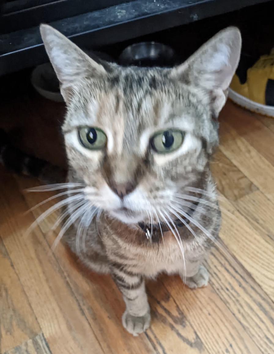 Enlarge Valentina ( Stunning Tabby), a ADOPTABLE Domestic Short Hair in Staten island, NY image 1/5