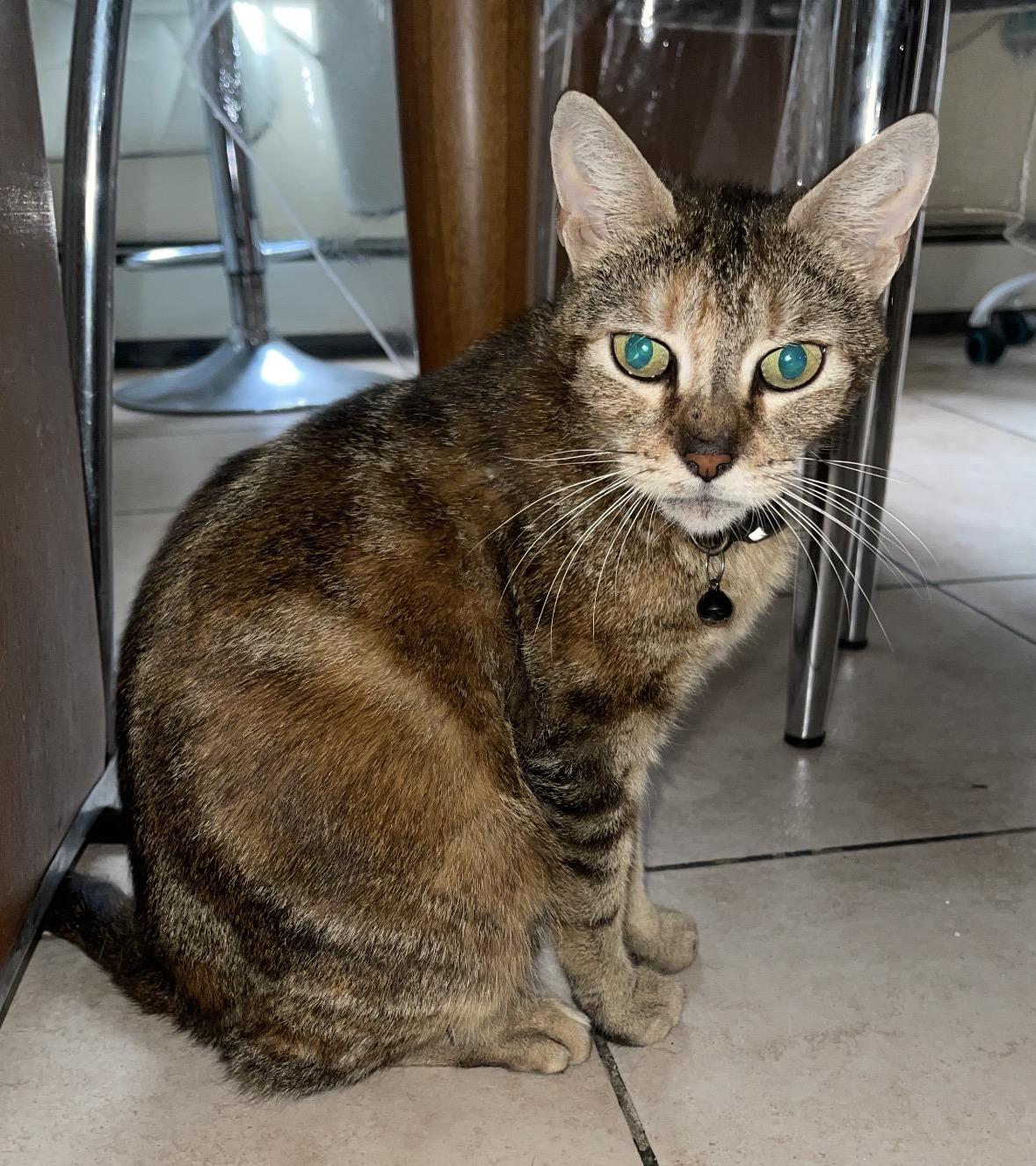 Enlarge Valentina ( Stunning Tabby), a ADOPTABLE Domestic Short Hair in Staten island, NY image 2/5