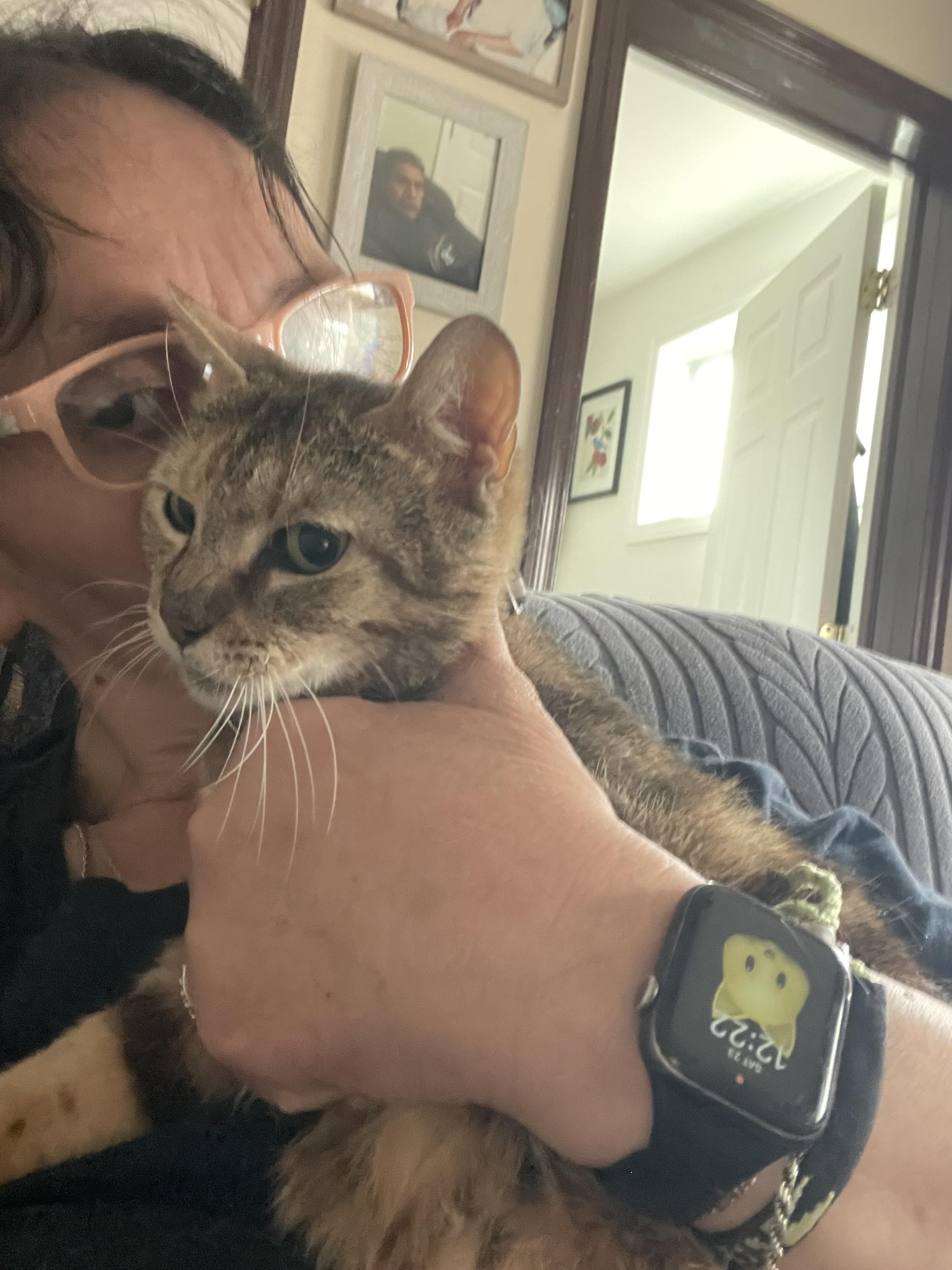 Enlarge Valentina ( Stunning Tabby), a ADOPTABLE Domestic Short Hair in Staten island, NY image 5/5