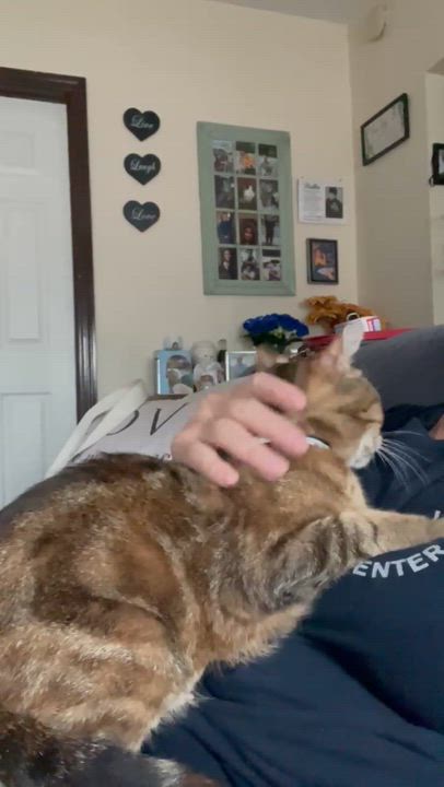 Enlarge Valentina ( Stunning Tabby), a ADOPTABLE Domestic Short Hair in Staten island, NY video 4/5
