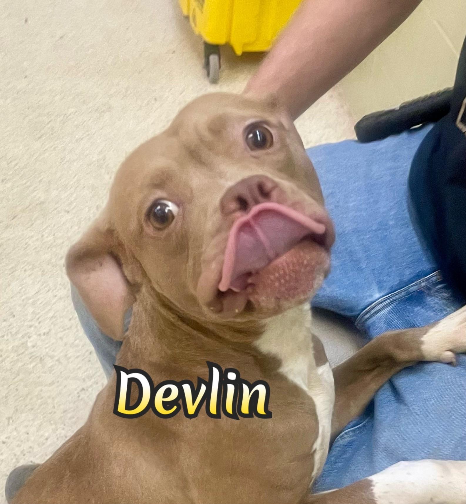 Devlin