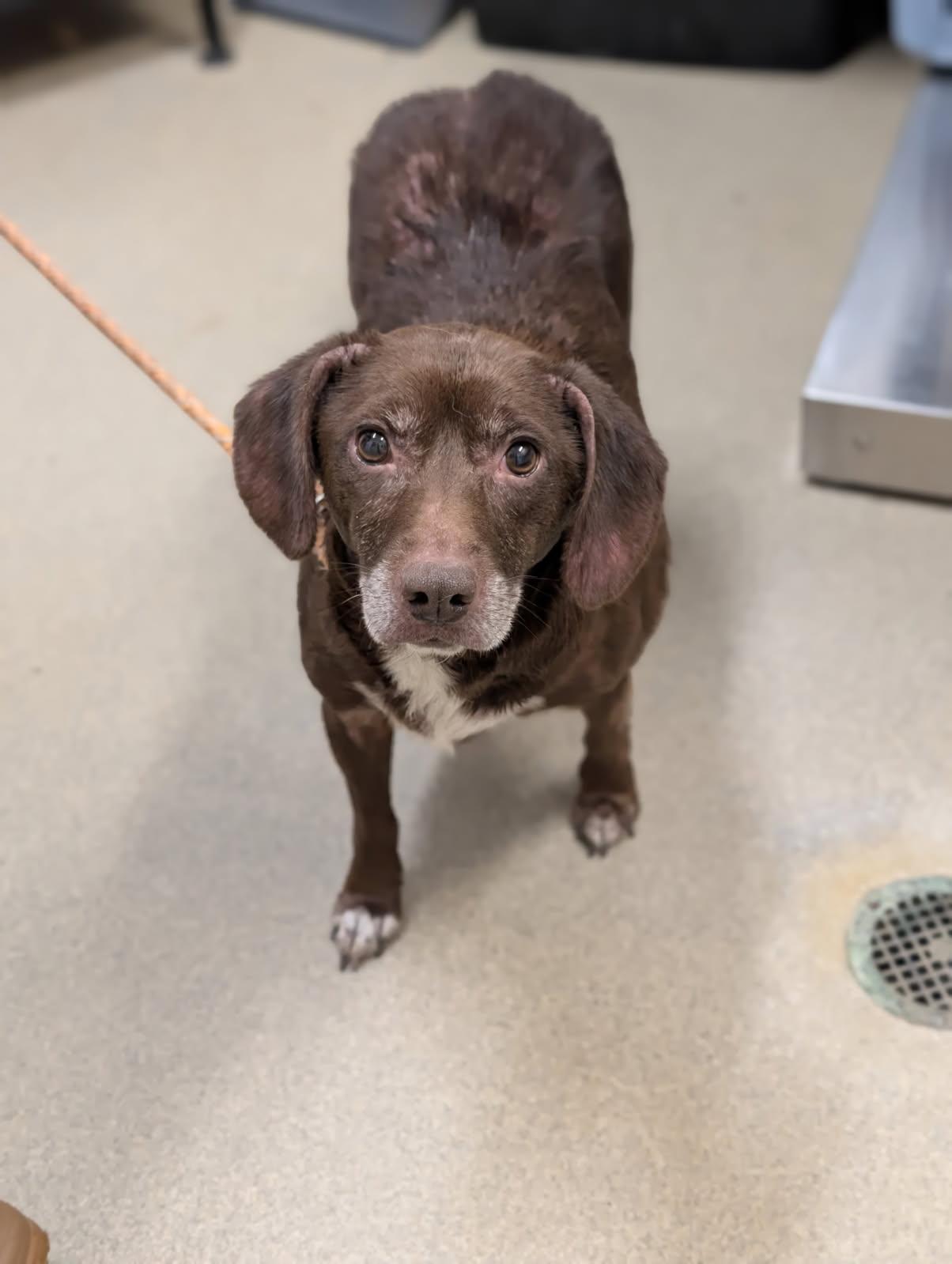Enlarge Halpert, a Adopted mixed breed in Mount Vernon, OH image 2/2