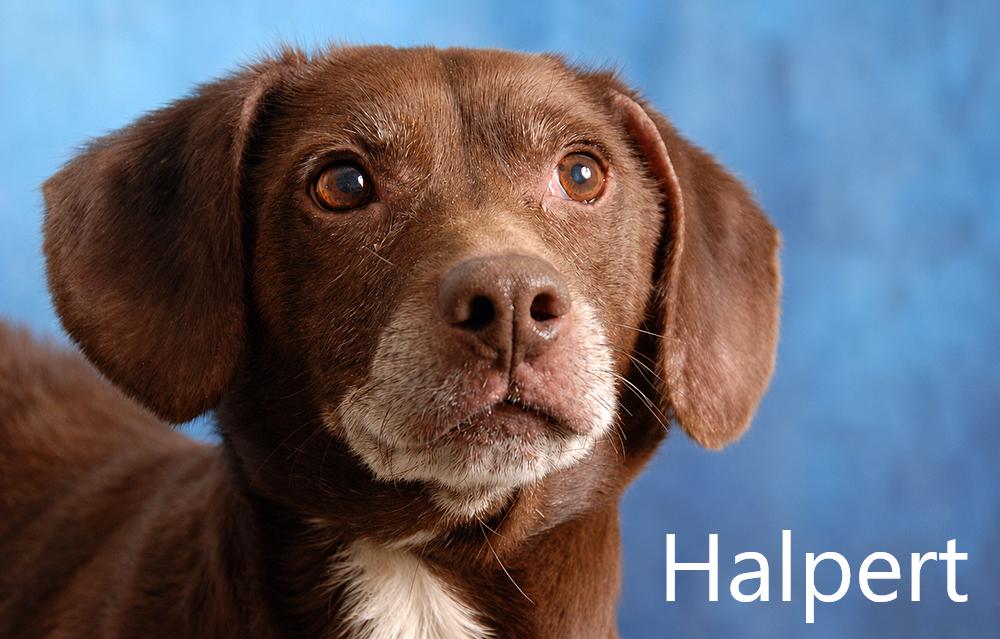 Halpert, Adopted, Adult Male Beagle & Chocolate Labrador Retriever.