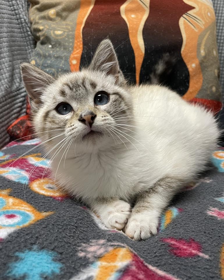 Enlarge Simon, an adopted Domestic Short Hair in Sterling Heights, MI image 2/6