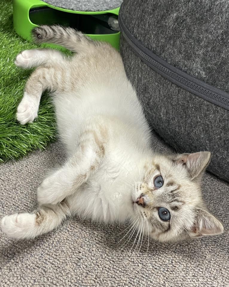 Enlarge Simon, an adopted Domestic Short Hair in Sterling Heights, MI image 4/6