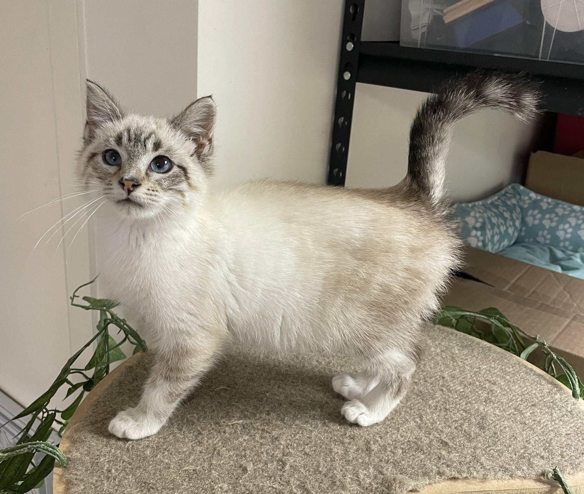 Enlarge Simon, an adopted Domestic Short Hair in Sterling Heights, MI image 5/6