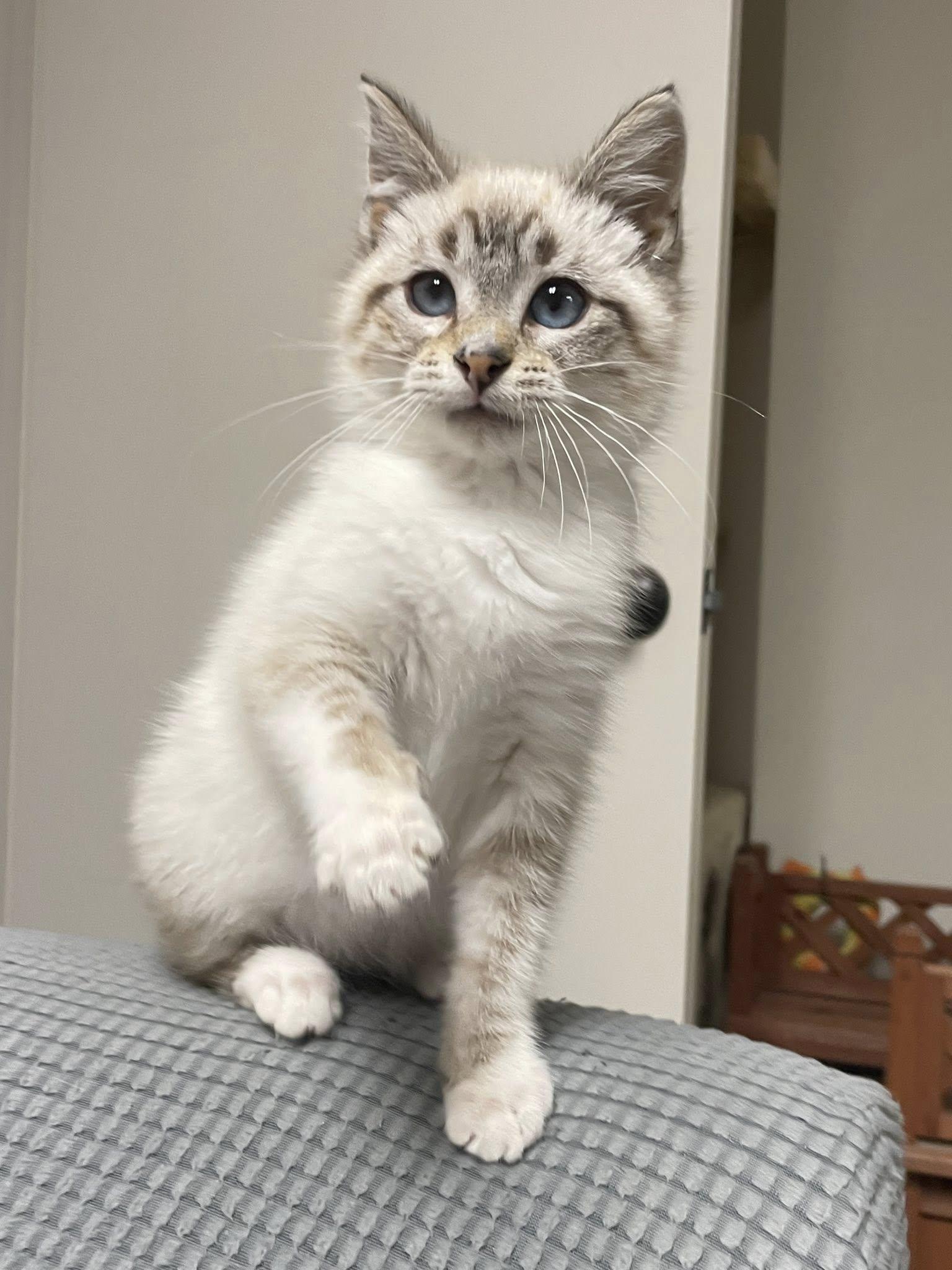 Simon, adopted, Kitten Male Domestic Short Hair.