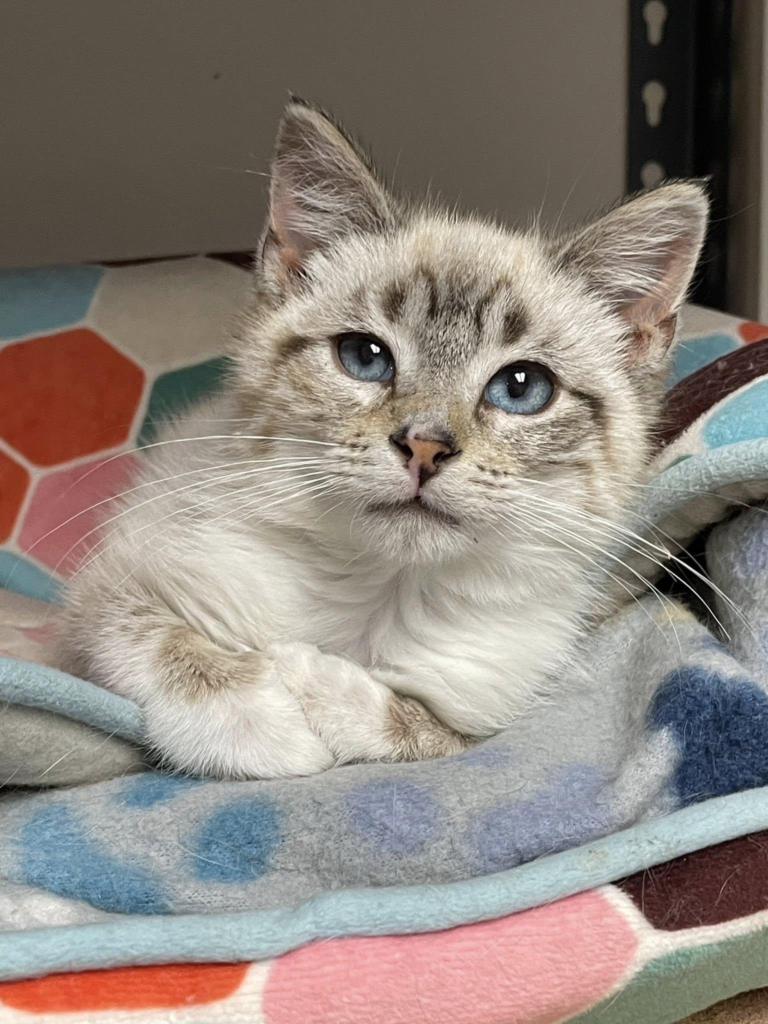 Enlarge Simon, an adopted Domestic Short Hair in Sterling Heights, MI image 6/6