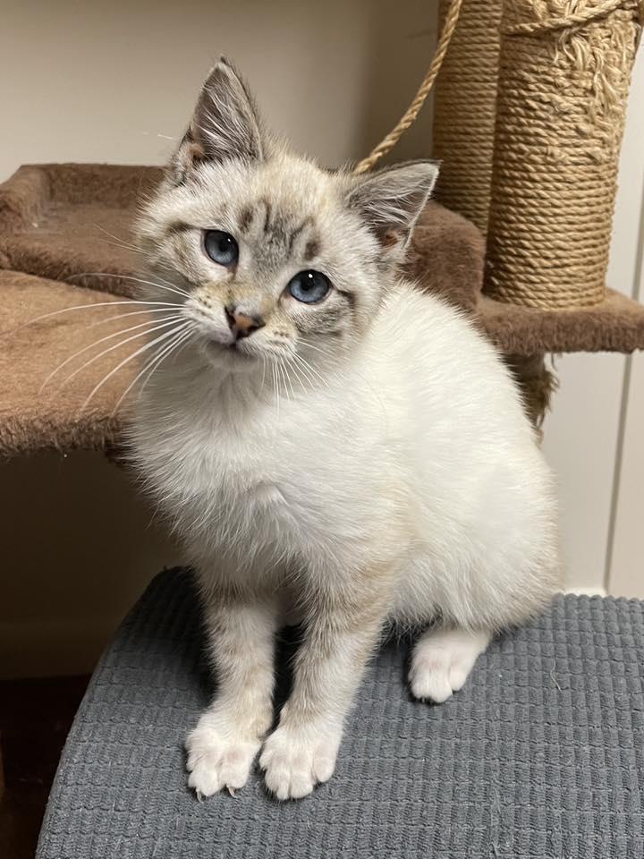 Enlarge Simon, an adopted Domestic Short Hair in Sterling Heights, MI image 3/6