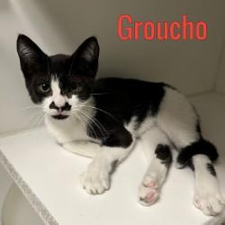 Groucho, ADOPTABLE, Young Male Domestic Short Hair.