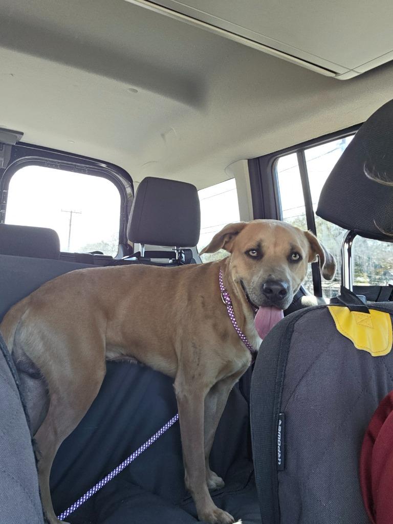 Growlithe, Adoptable, Adult Male Black Mouth Cur & Mixed Breed.