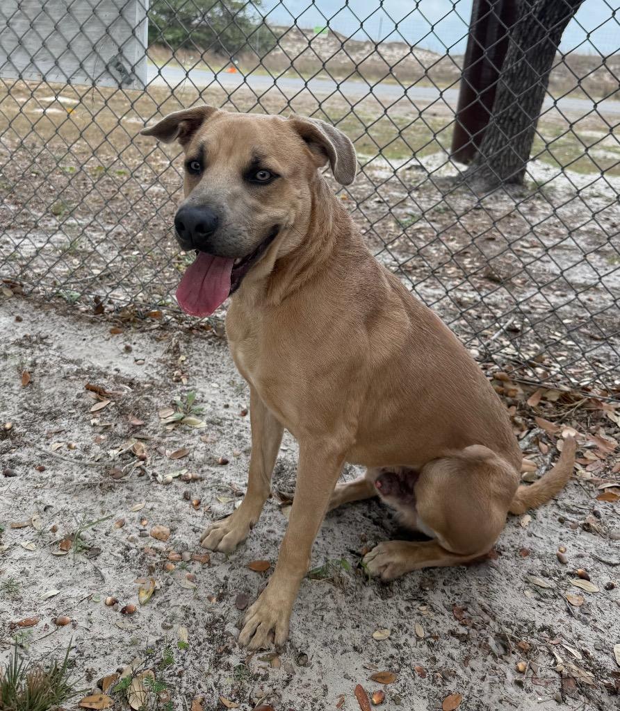 Enlarge Growlithe, a Adoptable mixed breed in Rockport, TX image 2/6