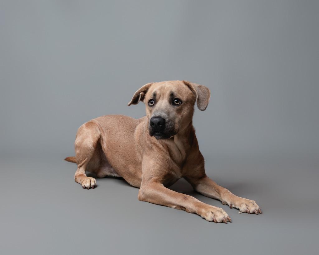 Enlarge Growlithe, a Adoptable mixed breed in Rockport, TX image 3/6