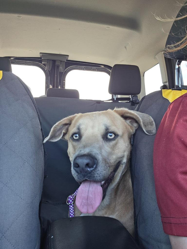 Enlarge Growlithe, a Adoptable mixed breed in Rockport, TX image 2/2