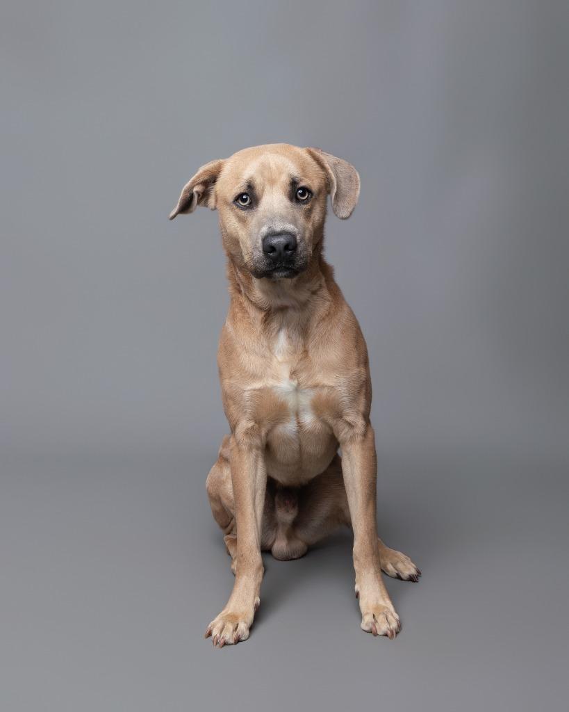 Enlarge Growlithe, a Adoptable mixed breed in Rockport, TX image 5/6
