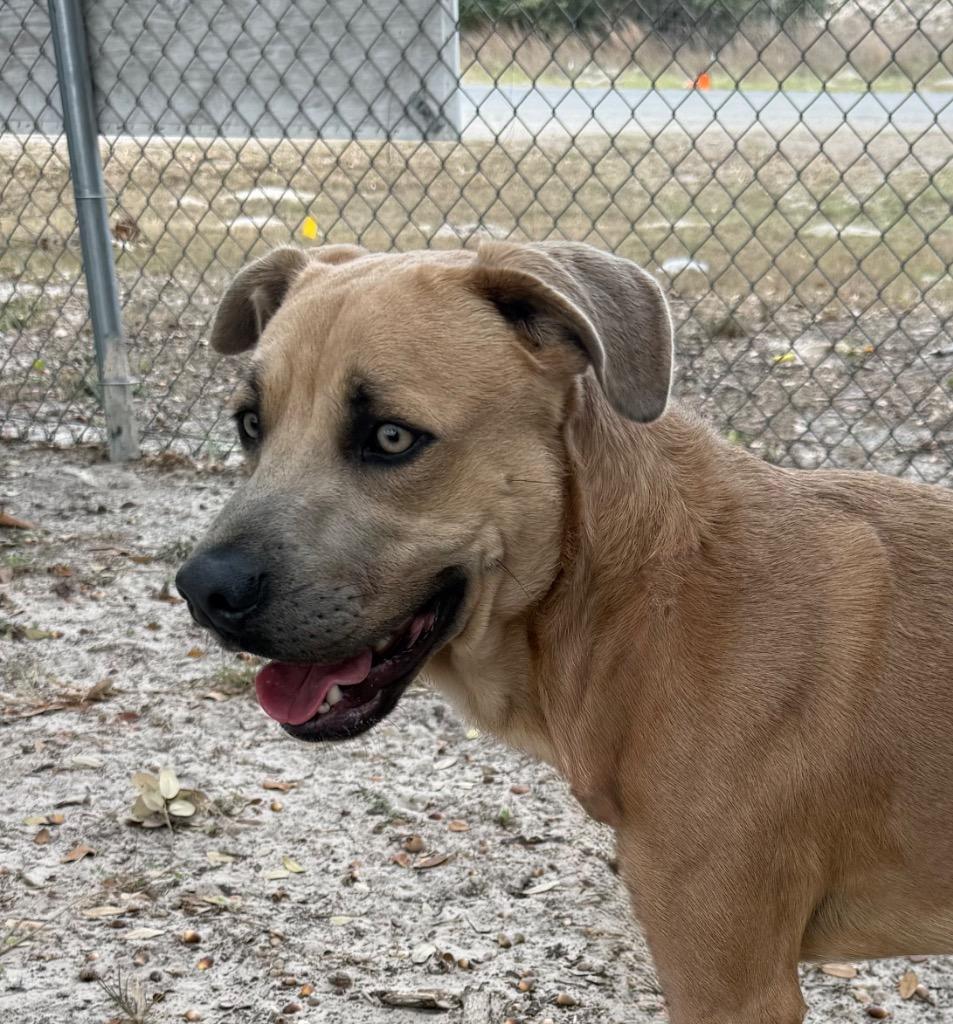 Enlarge Growlithe, a Adoptable mixed breed in Rockport, TX image 6/6