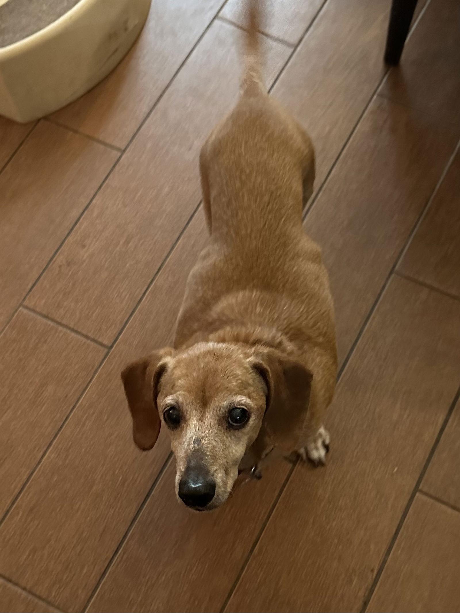 Gertie, Adopted, Senior Female Dachshund.