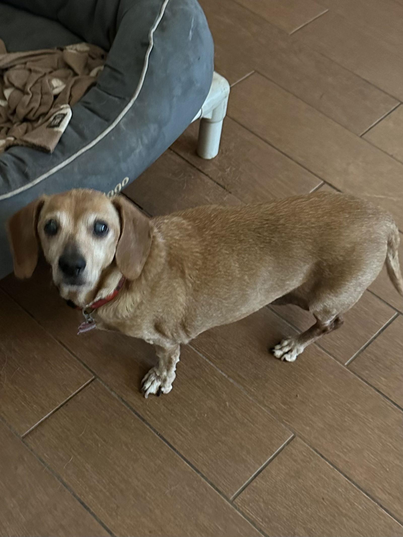 Gertie, a Adopted Dachshund in Pearland, TX image 2/3