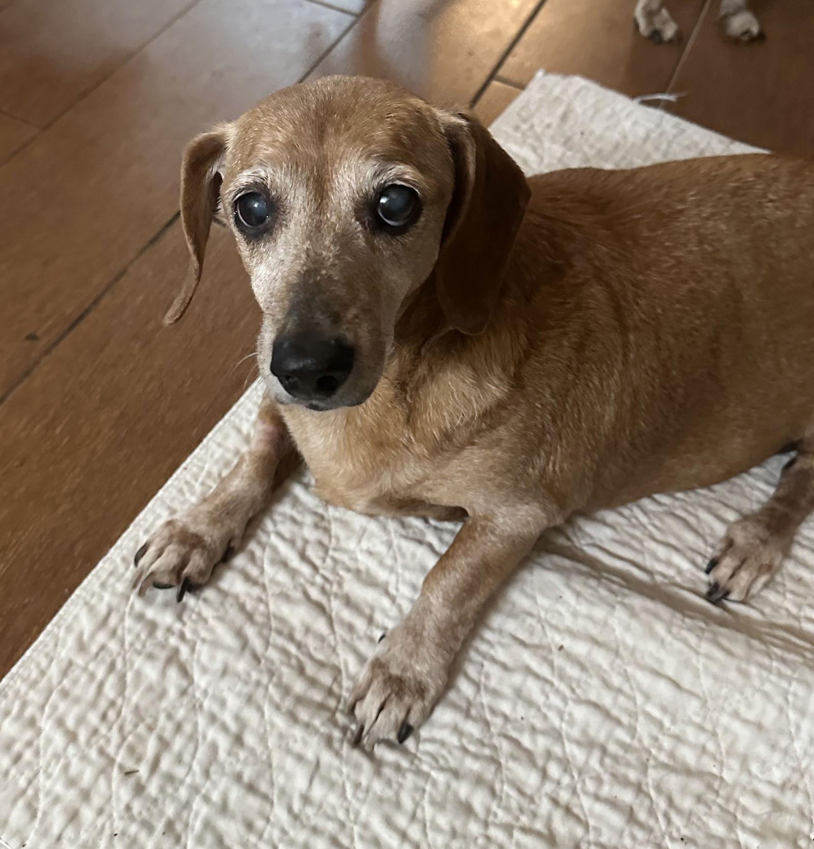 Gertie, a Adopted Dachshund in Pearland, TX image 3/3
