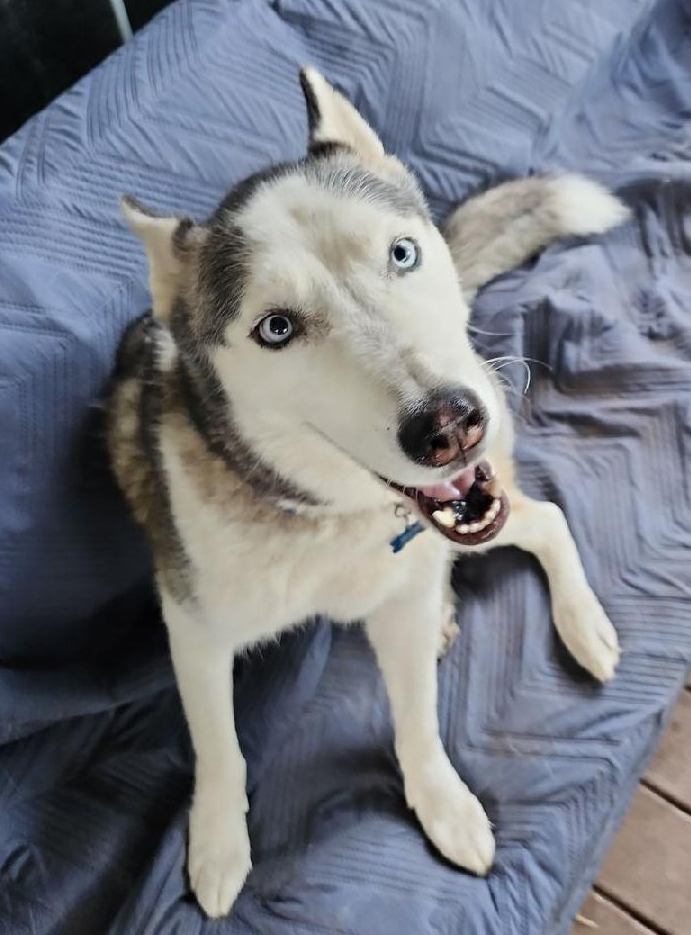 Enlarge Boomer, a Adoptable Siberian Husky in Lakeland, FL image 1/2