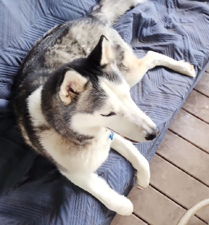 Enlarge Boomer, a Adoptable Siberian Husky in Lakeland, FL image 2/2