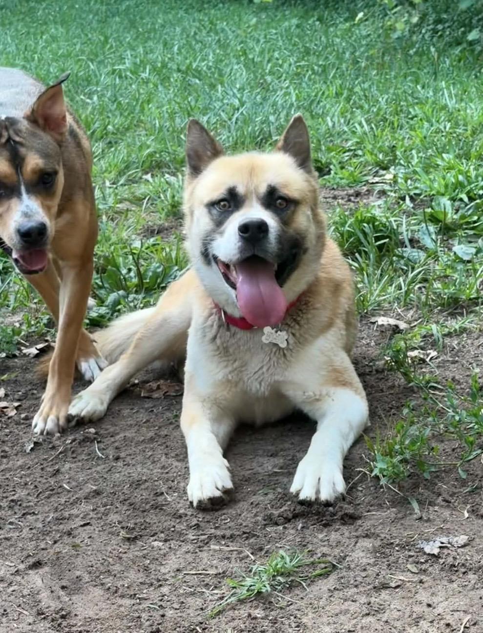 Billy, Adoptable, Young Male Akita.