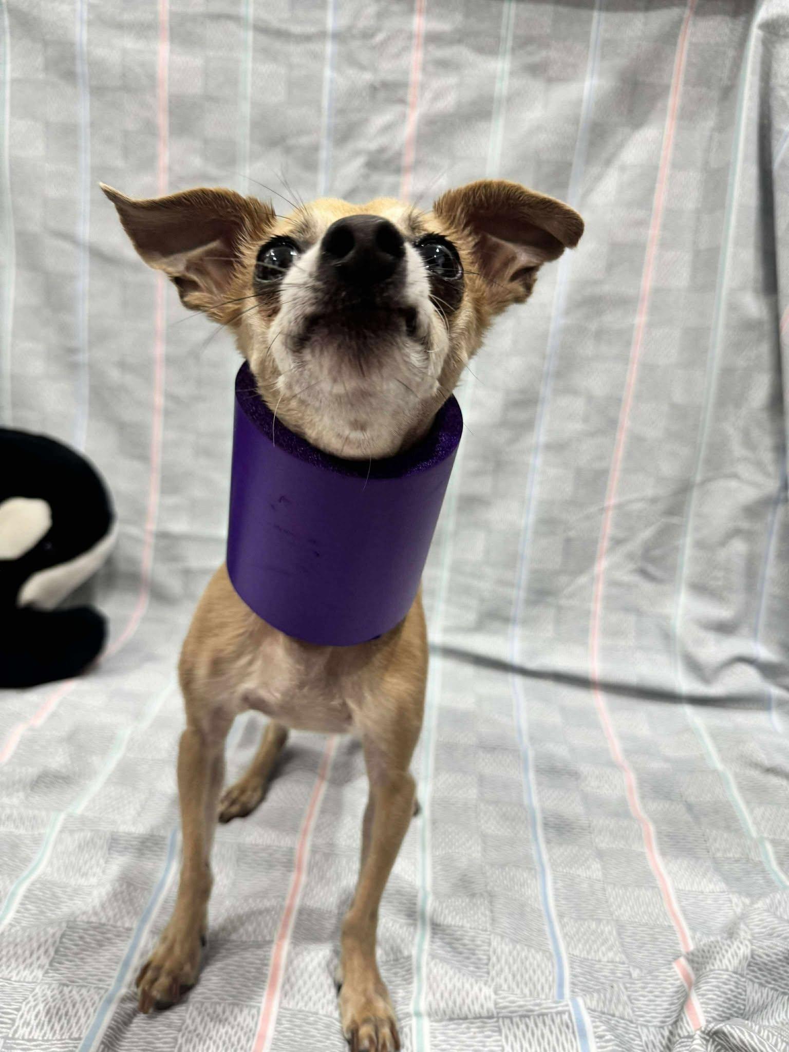 Harold, a Adopted Chihuahua in Phoenix, AZ image 2/3