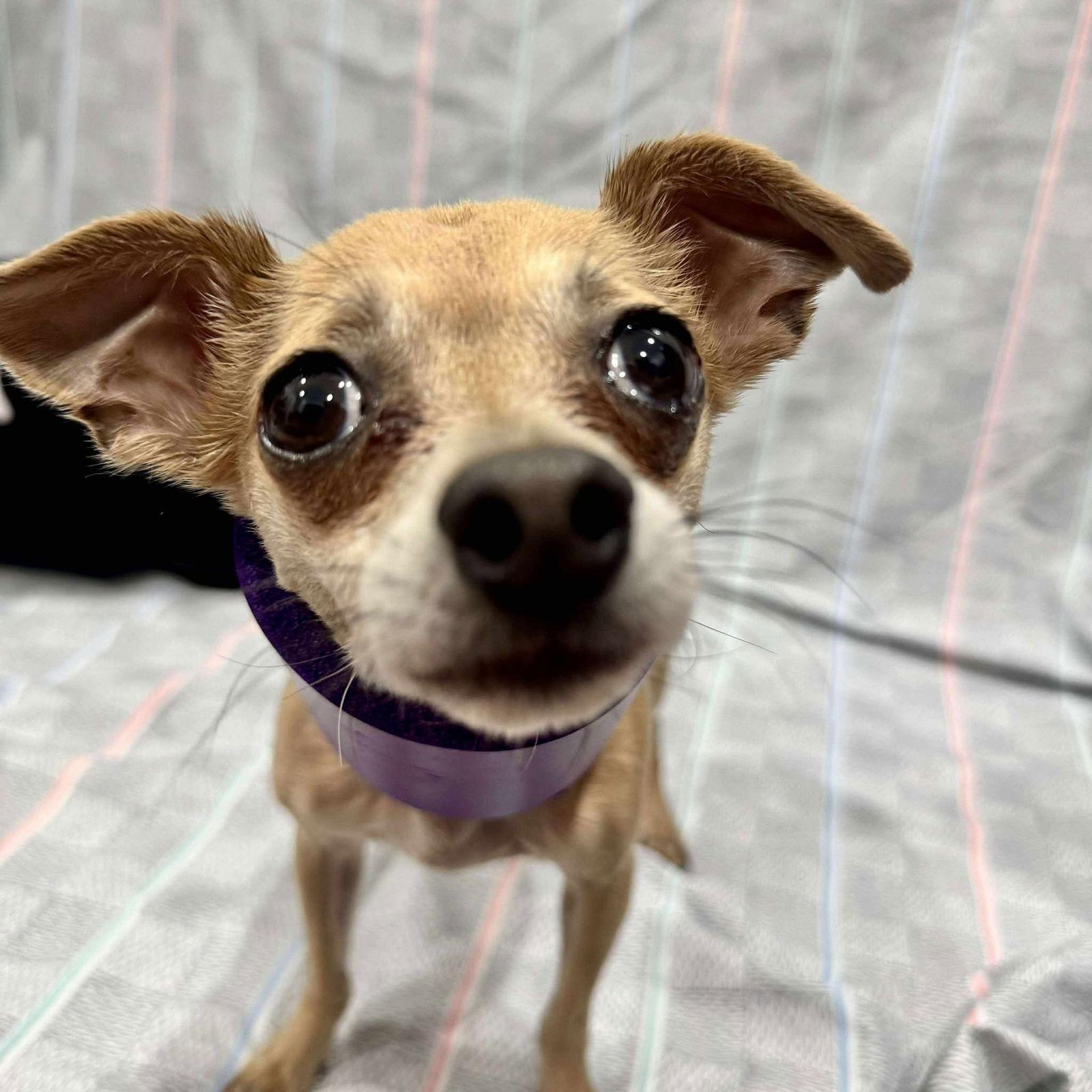 Harold, a Adopted Chihuahua in Phoenix, AZ image 3/3