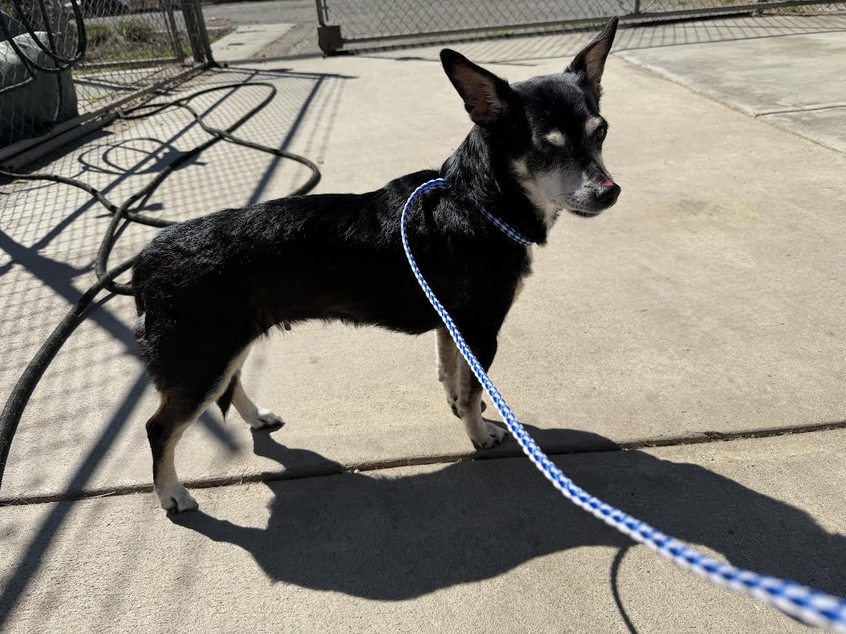 Enlarge Chrissy, a ADOPTABLE mixed breed in Oakdale, CA image 1/1