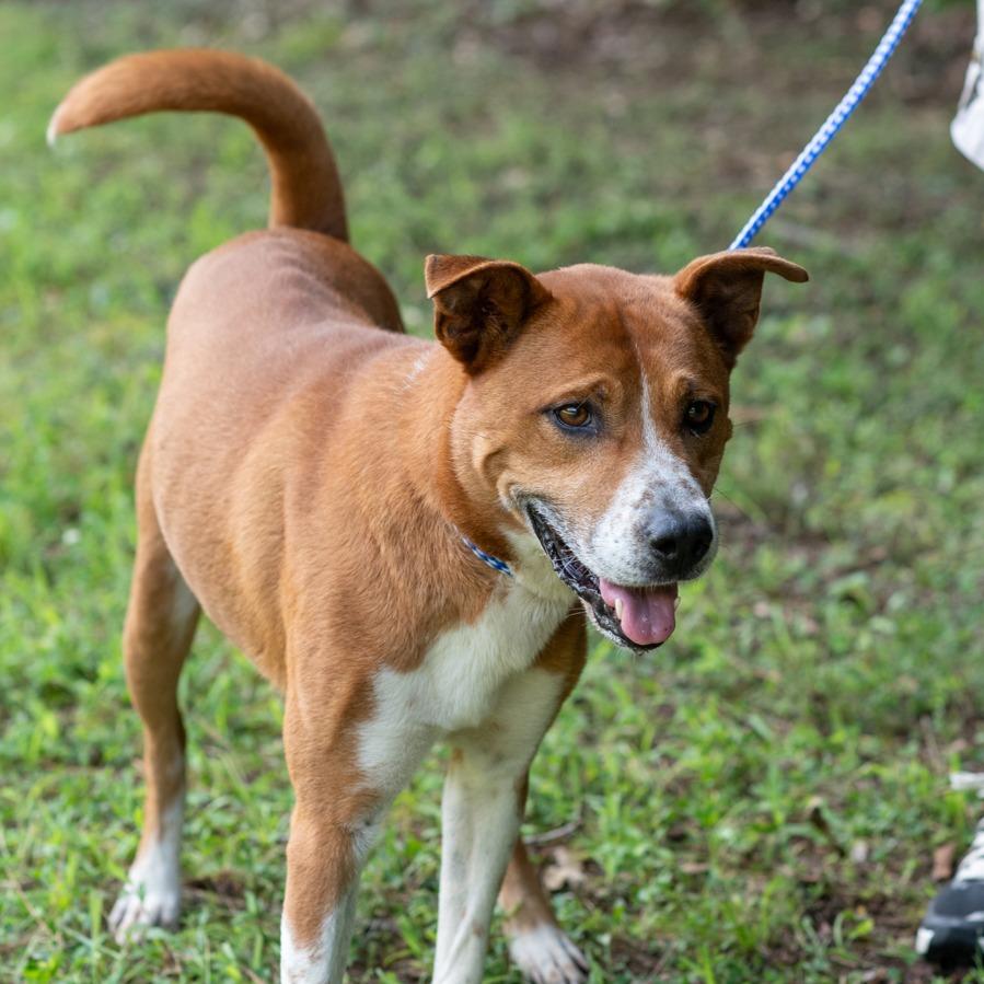 Enlarge TOM-30009, a Adoptable mixed breed in Bartlett, TN image 3/3