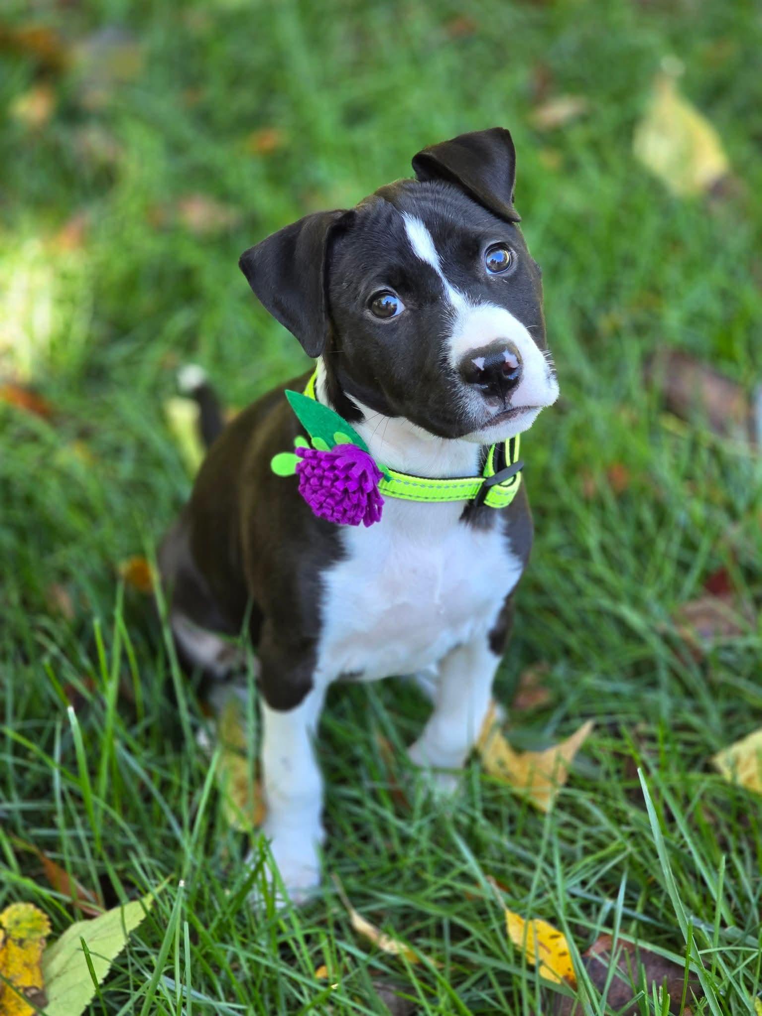 Enlarge Winfrey, a Adoptable Mixed Breed in East Peoria, IL image 3/3