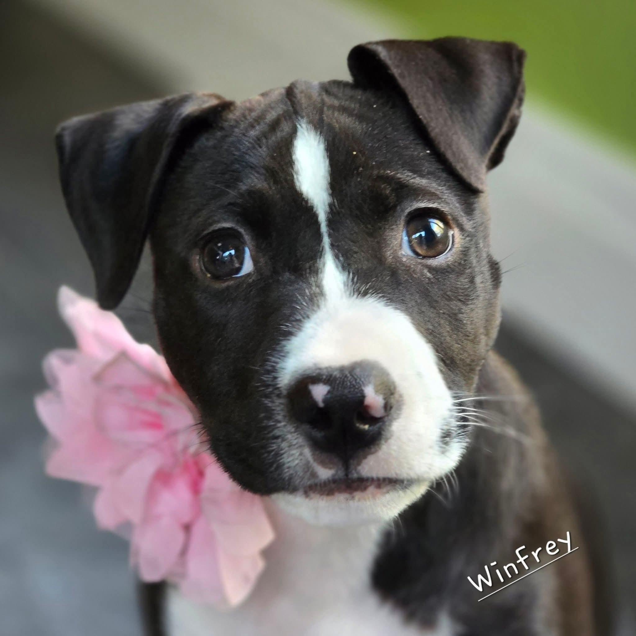 Winfrey, Adoptable, Puppy Female Mixed Breed.