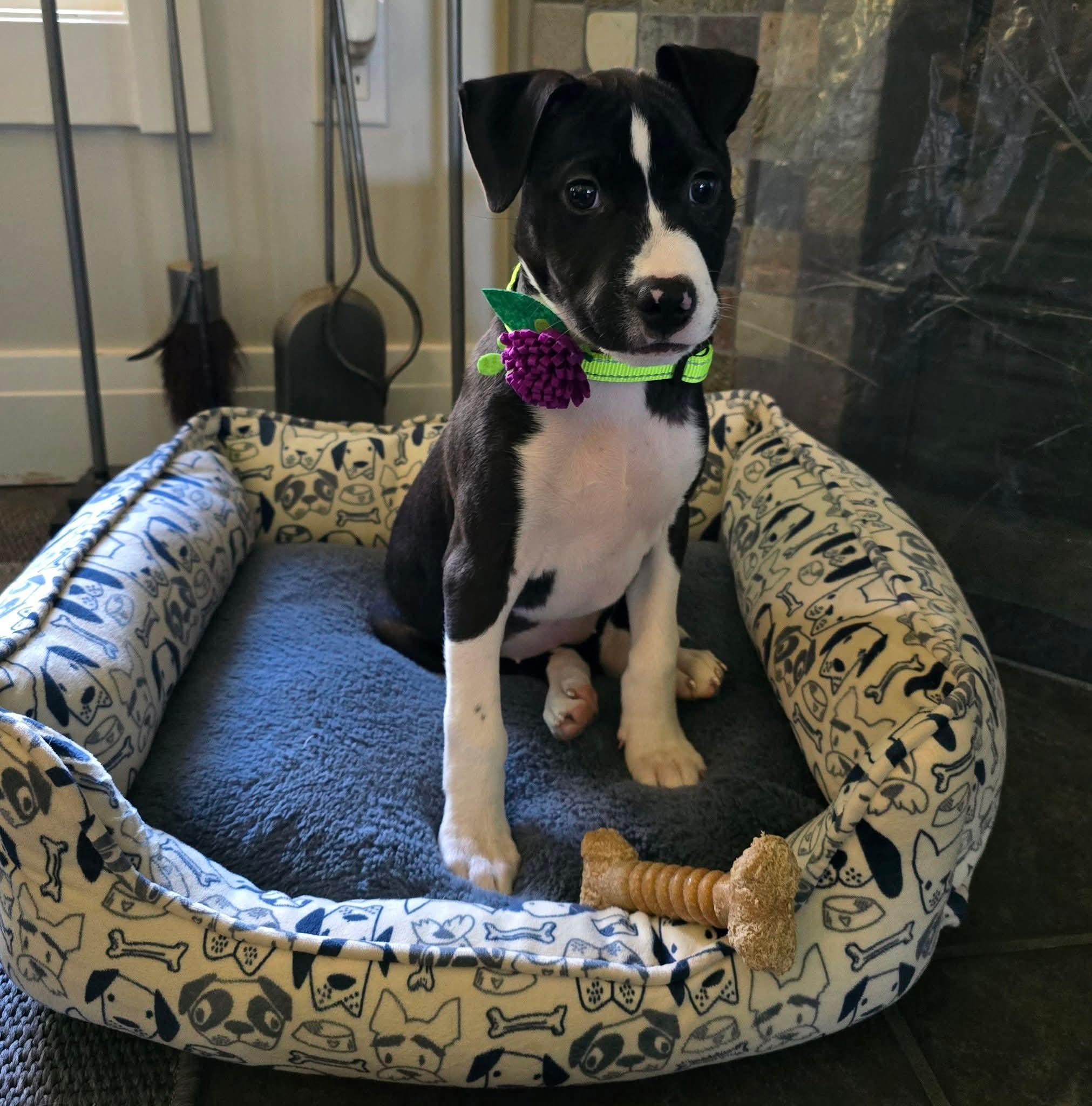 Enlarge Winfrey, a Adoptable Mixed Breed in East Peoria, IL image 2/3